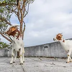 Hi - De Juventude
